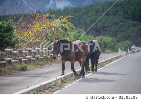 尻屋崎的神田手 82383199