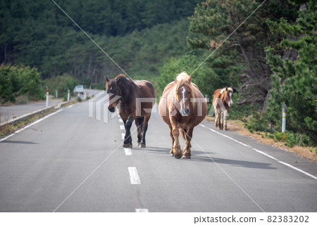 Kandachime in Shiriyazaki Kandachime in Shiriyazaki 82383202