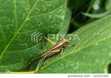 Xenogryllus autumn insect Xenogryllus autumn insect 82383369