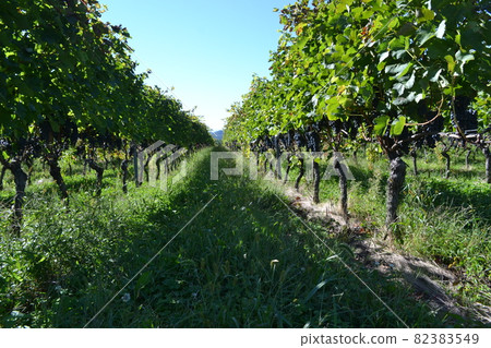 Winery vineyard Winery vineyard 82383549