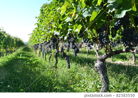 酒莊葡萄園 酒莊葡萄園 82383550