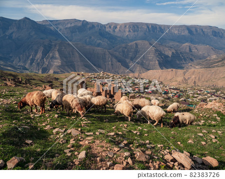 A flock of sheep graze high in the mountains in the background of the village. Dagestan. 82383726