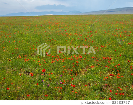 A field with mountain poppies. Natural spring background A field with mountain poppies. Natural spring background 82383737
