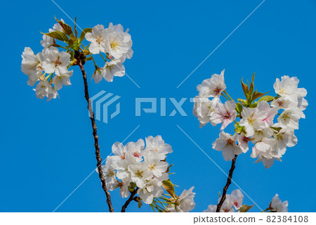 Cherry petals 82384108