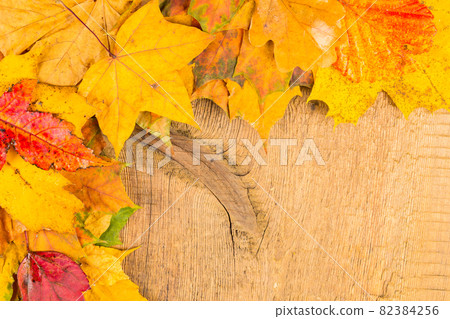 Wet autumn leaves Wet autumn leaves 82384256