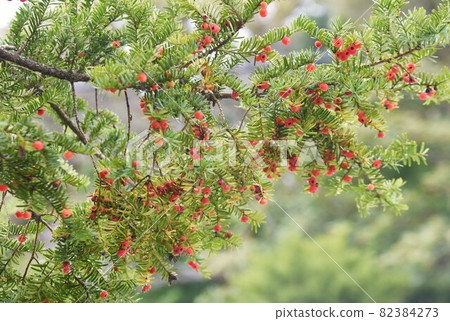 Yew fruit Yew fruit 82384273