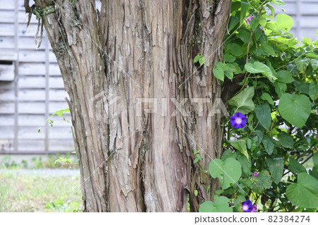 Yew fruit Yew fruit 82384274