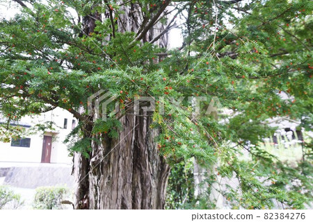 Yew fruit Yew fruit 82384276