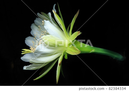 Hexagonal Saguaro Flower Hexagonal Saguaro Flower 82384334