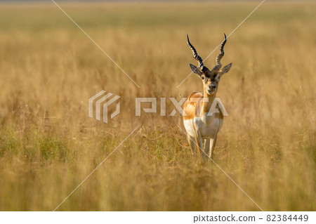 Wild male blackbuck or antilope cervicapra or indian antelope head on in grassland of tal chhapar sanctuary churu rajasthan india 82384449