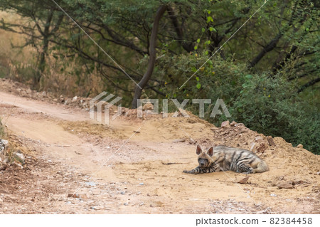 Striped hyena on forest track with a road block during outdoor jungle safari at forest of central india - hyaena hyaena 82384458