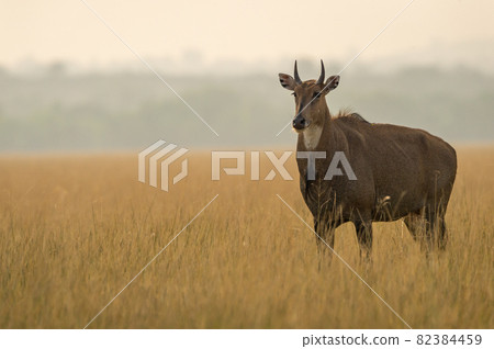 Adult male nilgai or blue bull or Boselaphus tragocamelus a Largest Asian antelope side profile in open field or grassland in golden hour light at forest of central india Adult male nilgai or blue bull or Boselaphus tragocamelus a Largest Asian antelope side profile in open field or grassland in golden hour light at forest of central india 82384459