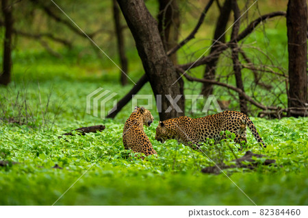 Two adult Indian wild male leopard or panther in natural green background rainy monsoon season during outdoor wildlife safari at forest of central india - panthera pardus fusca Two adult Indian wild male leopard or panther in natural green background rainy monsoon season during outdoor wildlife safari at forest of central india - panthera pardus fusca 82384460