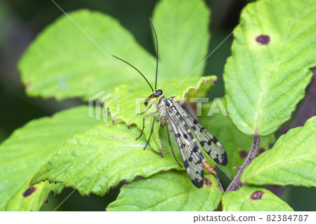 Common Scorpion Fly (Panorpa communis) Common Scorpion Fly (Panorpa communis) 82384787