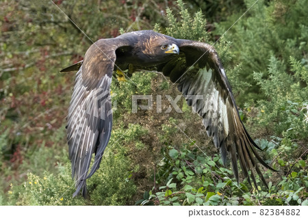 Golden Eagle (Aquila chrysaetos) Golden Eagle (Aquila chrysaetos) 82384882