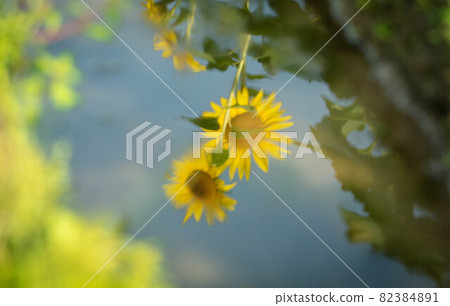 向日葵在水的表面反射了 82384891