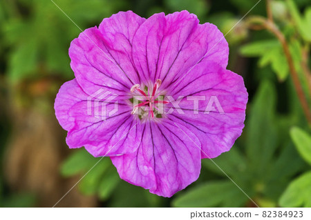 Geranium sanguineum 'Ankum's Pride' 82384923