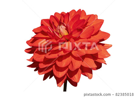 Dahlia 'Taratahi Ruby' Dahlia 'Taratahi Ruby' 82385018