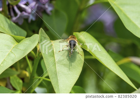 Eristalis pertinax hoverfly female ovipositor projecting 82385020