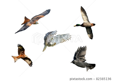 (Bubo scaniacus), jackdaw (corvus monedula), mallard duck( anas platyrhynchos) wild birds in flight cut out and isolated (Bubo scaniacus), jackdaw (corvus monedula), mallard duck( anas platyrhynchos) wild birds in flight cut out and isolated 82385136