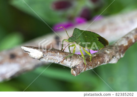 Green Shield Bug (Palomena prasina) Green Shield Bug (Palomena prasina) 82385202
