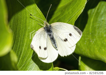 Small White Butterfly 82385206