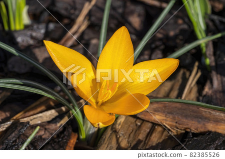 Crocus ancyrensis 'Golden Bunch' 82385526