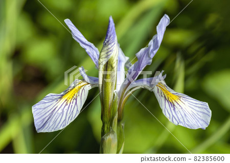 Iris missouriensis 82385600