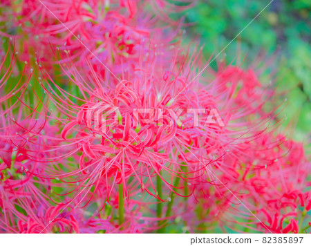 Cluster amaryllis 8 software 82385897