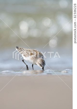 Tounen Tounen 82386228