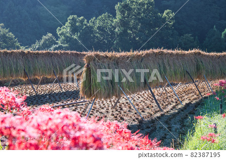 孤挺花的風景《秩父郡》 孤挺花的風景《秩父郡》 82387195