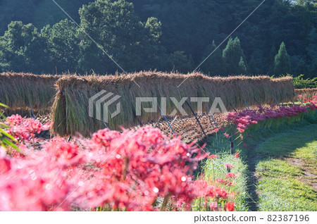 孤挺花的風景《秩父郡》 82387196