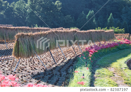 Walking path with a seaming 《Chichibu-gun》 82387197