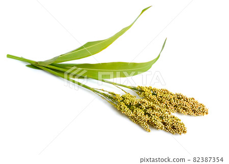 Sorghum bicolor, commonly called sorghum and also known as great millet, durra, jowari, jowar or milo. Isolated 82387354