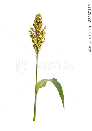 Sorghum bicolor, commonly called sorghum and also known as great millet, durra, jowari, jowar or milo. Isolated 82387359