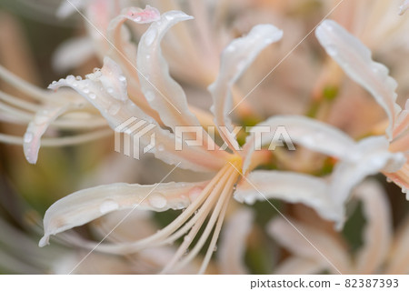 白簇孤挺花被雨淋濕 白簇孤挺花被雨淋濕 82387393