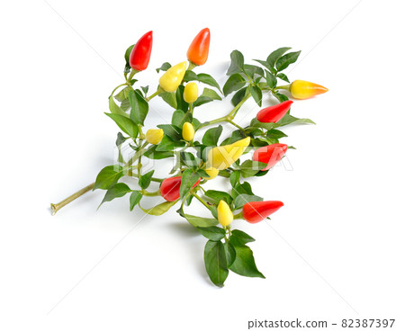 Small hot red chili isolated on white background 82387397