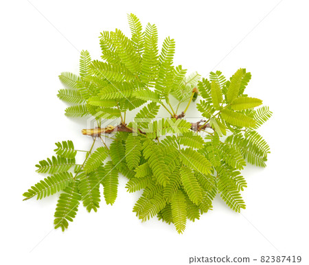 Acacia, commonly known as the wattles or acacias. Isolated. 82387419