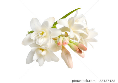 Agave amica, formerly Polianthes tuberosa or tuberose. Isolated on white background. Full dept of field. 82387428