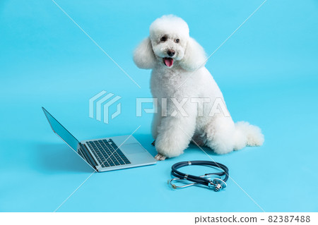 Portrait of cute beautiful white poodle dog using laptop, gadget isolated over blue studio background. Pet care, treatment, animal. Portrait of cute beautiful white poodle dog using laptop, gadget isolated over blue studio background. Pet care, treatment, animal. 82387488