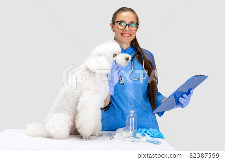 On examination by a vet doctor. Young beautiful smiling woman, veterinary examines white poodle dog. Medicine, pet care, healthy lifestyle concept. On examination by a vet doctor. Young beautiful smiling woman, veterinary examines white poodle dog. Medicine, pet care, healthy lifestyle concept. 82387599