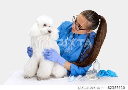 On examination by a vet doctor. Young beautiful woman, veterinary exams white poodle dog. Medicine, pet care, healthy lifestyle concept. On examination by a vet doctor. Young beautiful woman, veterinary exams white poodle dog. Medicine, pet care, healthy lifestyle concept. 82387610