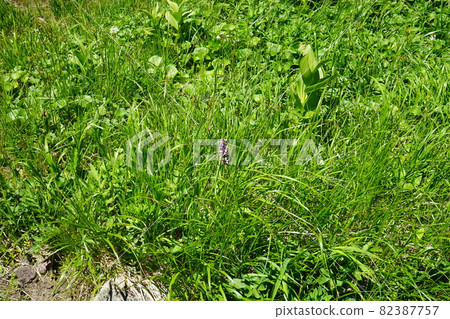 Let's go and see Hachimantai flowers in summer 82387757