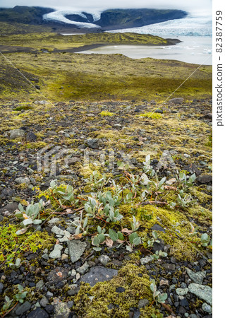 Scenic landscape at Fjallsarlon glacier in Iceland. Icelandic moos foliage in foreground. Vatnajokull National Park Scenic landscape at Fjallsarlon glacier in Iceland. Icelandic moos foliage in foreground. Vatnajokull National Park 82387759