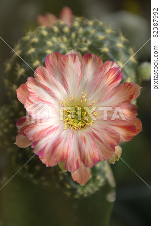 Red and white Lobivia hybrid on dark background. Red and white Lobivia hybrid on dark background. 82387992