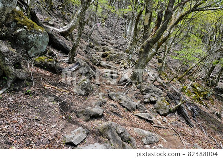 鶴見山森林中的山路 鶴見山森林中的山路 82388004