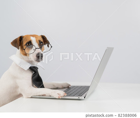 Jack russell terrier dog in glasses and tie works on laptop on white background. Jack russell terrier dog in glasses and tie works on laptop on white background. 82388006