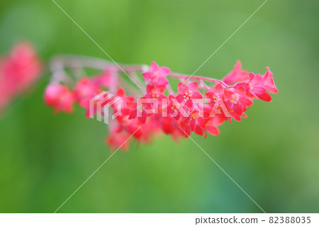 Huquera flowers blooming in the garden Huquera flowers blooming in the garden 82388035