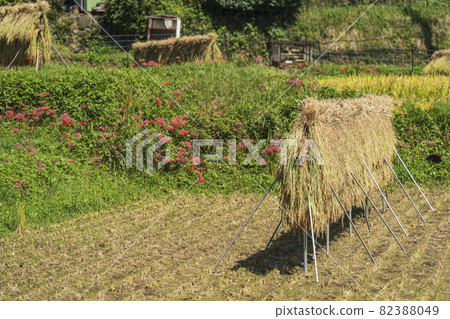 Cluster amaryllis, Hinata Yakushi's rural scenery [Isehara City, Kanagawa Prefecture] 82388049