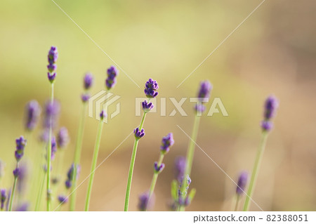 Hokkaido lavender flowers blooming in the flower field Hokkaido lavender flowers blooming in the flower field 82388051